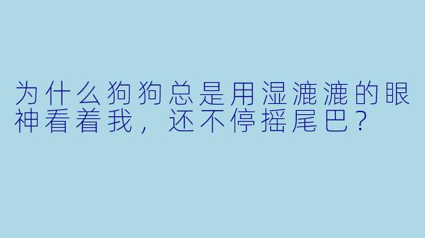 为什么狗狗总是用湿漉漉的眼神看着我，还不停摇尾巴？